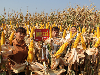 保收333玉米品种通过黑龙江省审定(图1)
