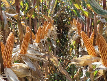 <strong>保收8811</strong>