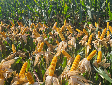 <strong>保收6881</strong>